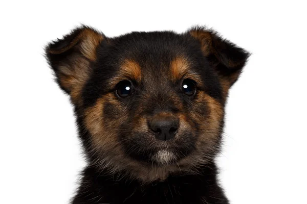 Puppy sadly looking in camera — Stock Photo, Image