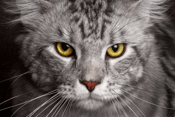 Close-up silver Maine Coon