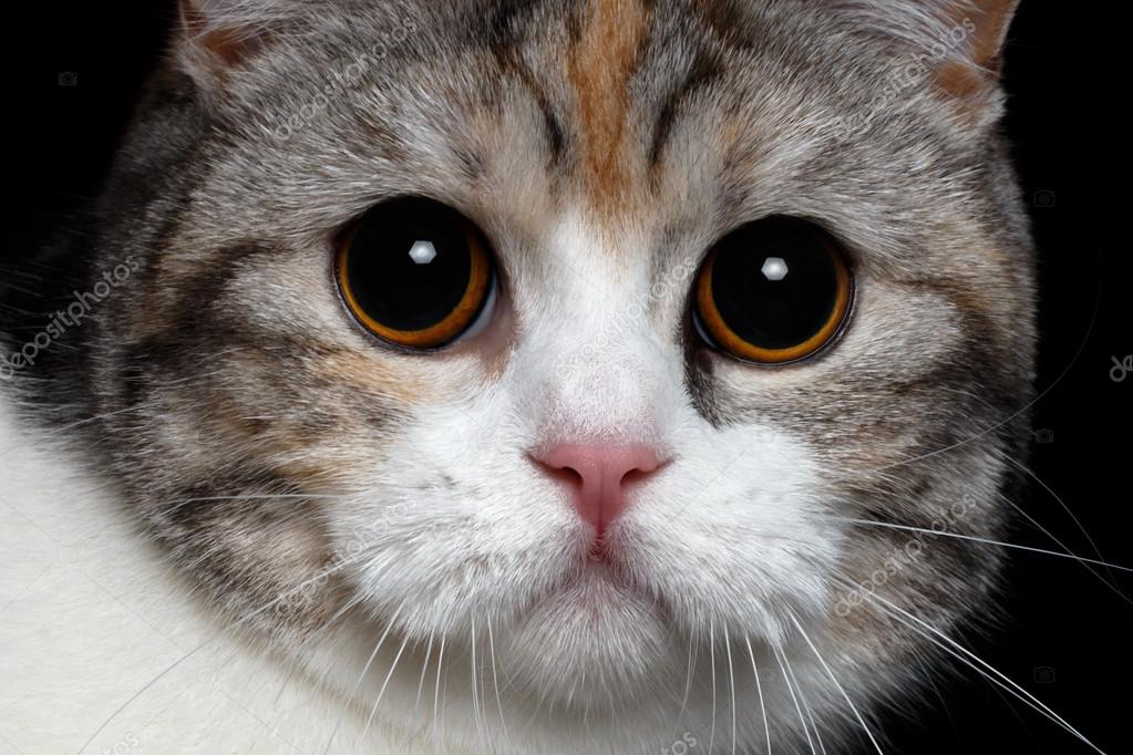 Domestic cat with round pupils 2025