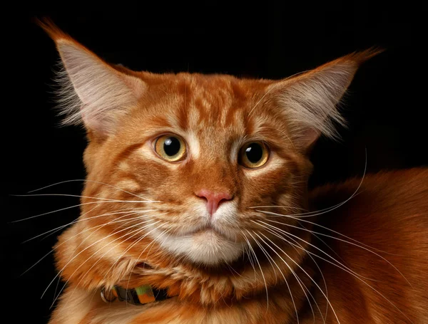 Primer plano rojo Maine Coon — Foto de Stock