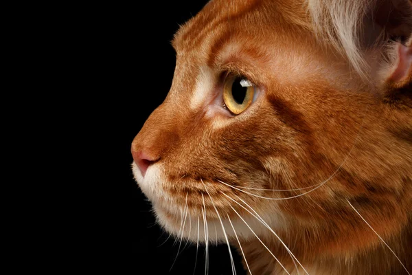 Primo piano rosso Maine Coon — Foto Stock