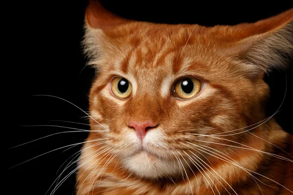 Primo piano rosso Maine Coon — Foto Stock