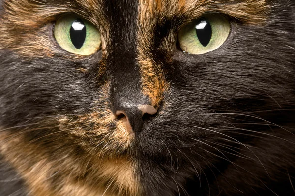 Close-up retrato de tortie gato — Fotografia de Stock