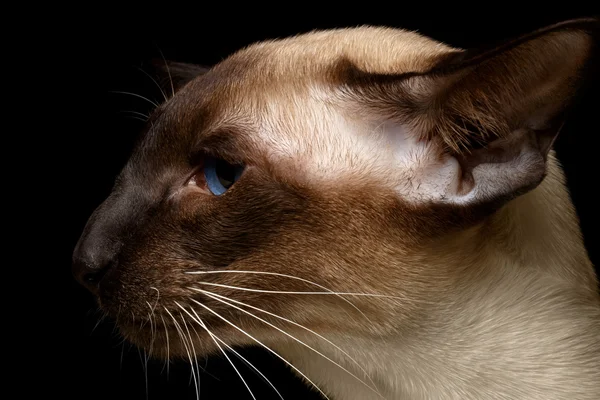 プロファイル オリエンタルショートヘアー猫 — ストック写真