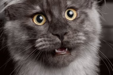 Yakın çekim Maine Coon açık ağızlı