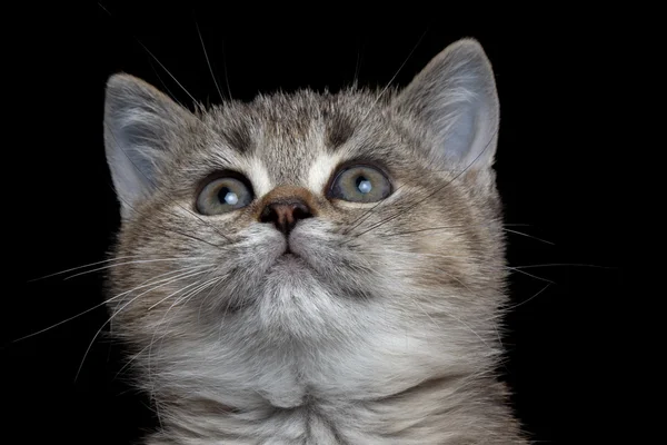 Close-up British kitty — Stock Photo, Image