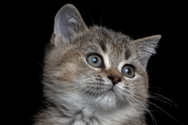 クローズ アップ イギリス キティ — ストック写真