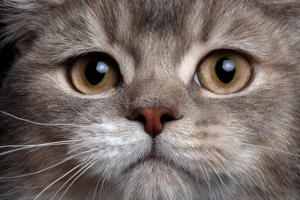 Крупним планом шотландський прямий кіт — стокове фото