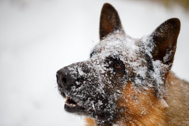Yakın çekim Alman çoban ile burun karda