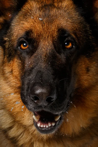 Close-up German shepherd — Stock Photo, Image