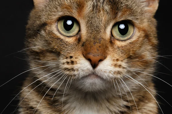 Close-up battle-seasoned cat — Stock Photo, Image