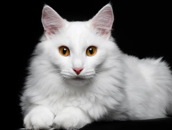Zuivere witte kat op de zwarte achtergrond — Stockfoto