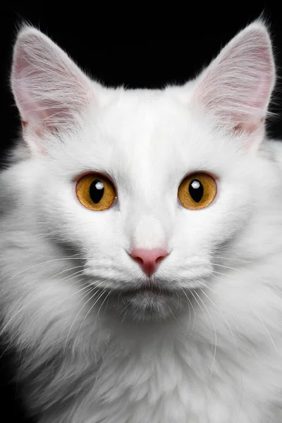 Close-up Pure white cat on the black background Royalty Free Stock Images