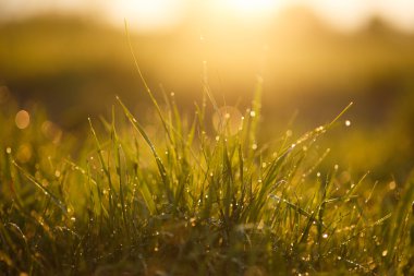 Yağmur damlaları ile günbatımında çimen
