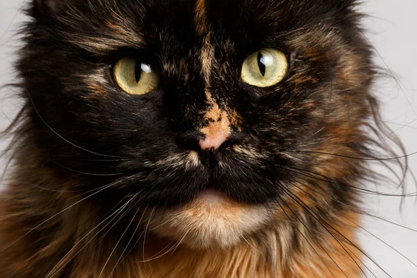 Closeup gengibre tortie Maine Coon gato olhando na câmera — Fotografia de Stock