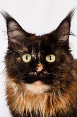 Closeup zencefil tortie Maine Coon kedi kamera seyir