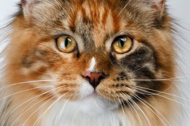 Closeup zencefil tortie Maine Coon kedi kamera seyir