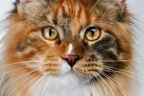 Lähikuva inkivääri tortie Maine Pesukarhu kissa etsii kameran — kuvapankkivalokuva