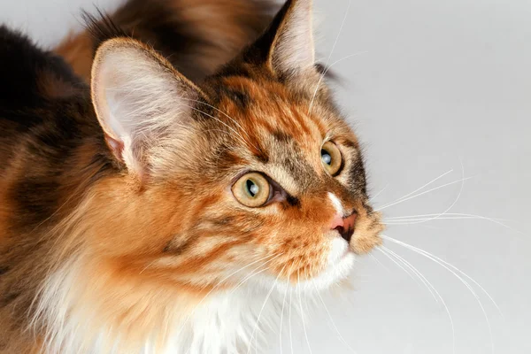 Primer plano jengibre tortie Maine Coon gato mirando a la derecha — Foto de Stock