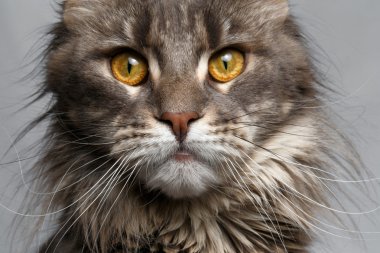 Closeup kahverengi kaplumbağa kabuğu Maine Coon kedi kamera seyir