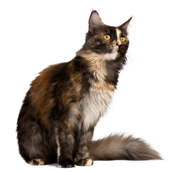 Brun tortie Maine Coon kat kigger på højre - Stock-foto