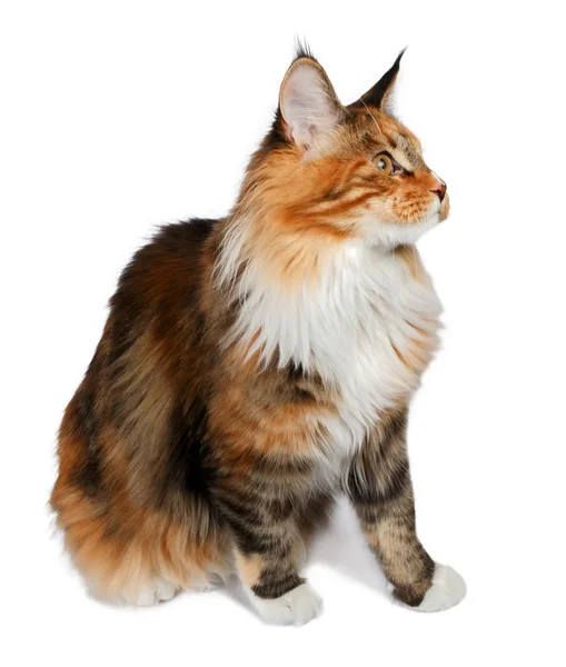 Ginger tortie Maine Coon gatto guardando a destra — Foto Stock