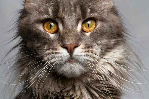 Closeup brown tortoiseshell  Maine Coon cat looking in camera — Stock Photo, Image