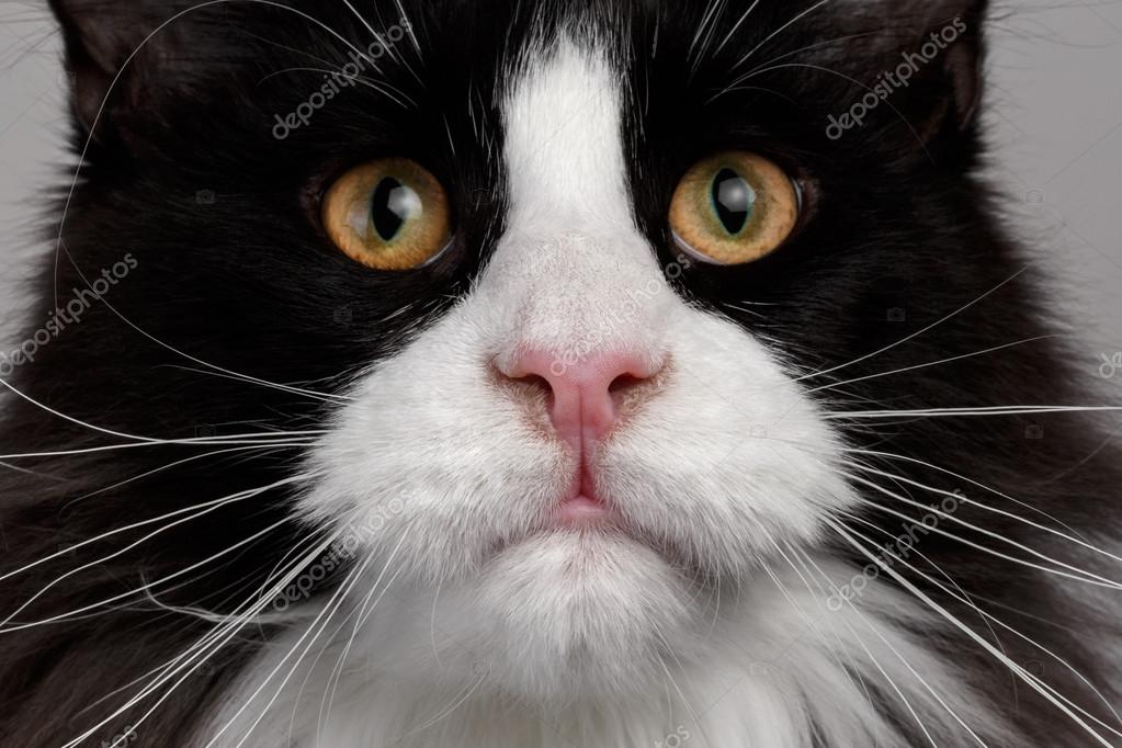 Zbliżenie Czarno Biały Kot Rasy Maine Coon Zdjęcie Stockowe