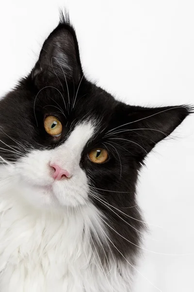 Curious Maine Coon cat with pink nose — Stock Photo, Image