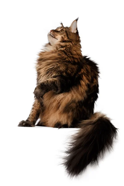 Sitting  maine coon cat side view isolated — Stock Photo, Image