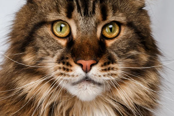 Closeup maine coon cat — Stock Photo, Image