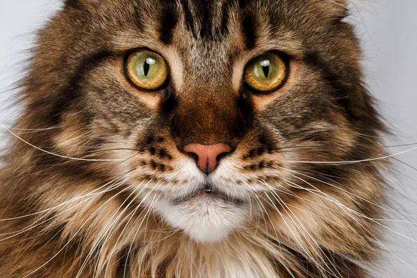 Primer plano maine coon gato — Foto de Stock