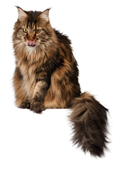 Sitzende Maine Coon Katze isoliert auf weiß — Stockfoto