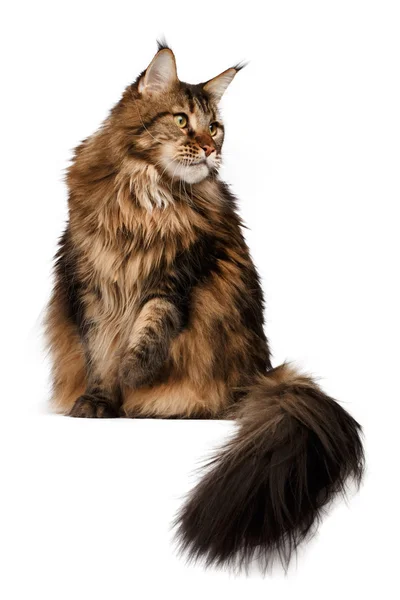 Sitting Maine Coon cat  isolated on white — Stock Photo, Image
