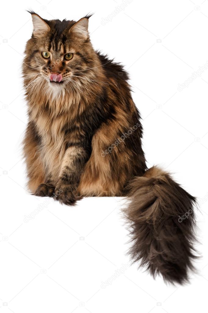 Sitting Maine Coon cat  isolated on white