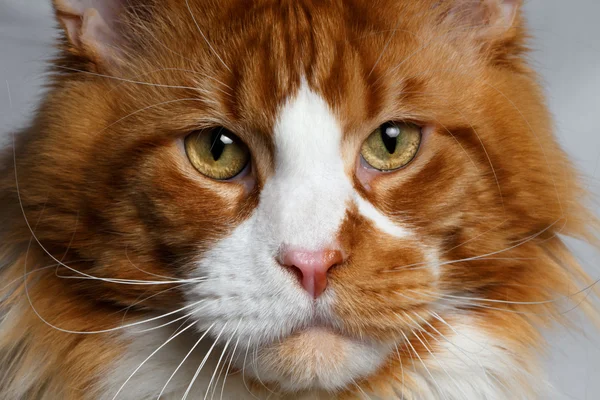 Closeup ginger Maine Coon cat — Stock Photo, Image
