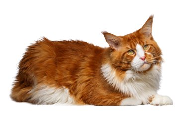 Zencefil Maine Coon kedi üzerinde beyaz izole