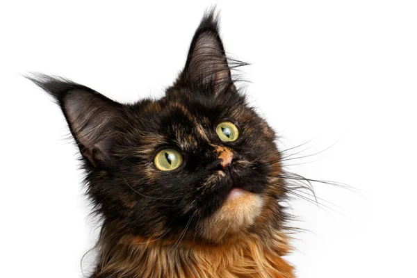 Nahaufnahme schwarz mit Ingwer Maine Coon Katze isoliert — Stockfoto