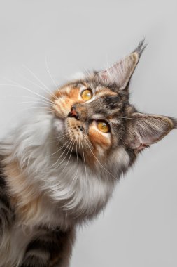 zencefil Maine Coon kedi ile beyaz gözetleme 