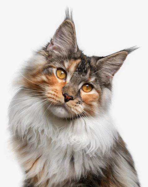 Nahaufnahme weiß mit Ingwer Maine Coon Cat — Stockfoto