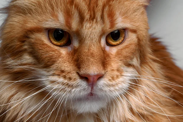 Closeup angry ginger Maine Coon cat — Stock Photo, Image