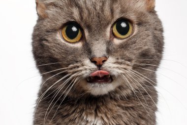 Closeup of a gray cat with big round eyes licked clipart