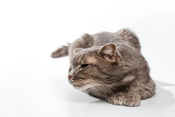 Graue Katze schnüffelt auf weißem Hintergrund — Stockfoto