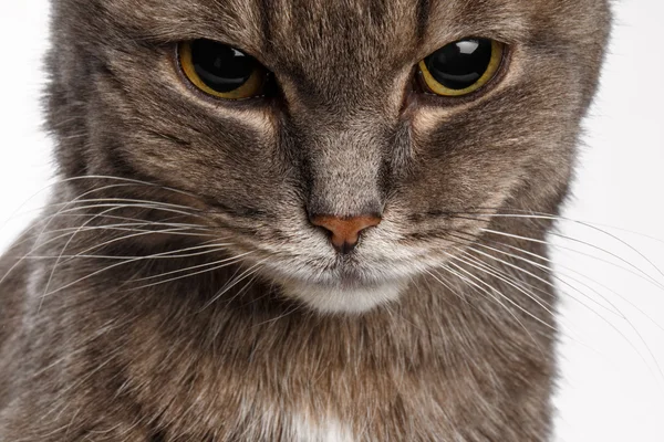 Graue Katze senkte schuldbewusst den Kopf — Stockfoto