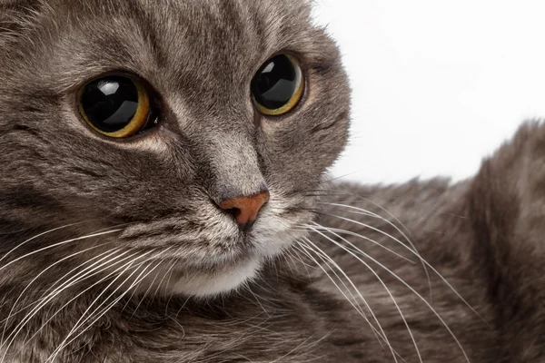 Closeup gray cat with big round eyes — Stock Photo, Image