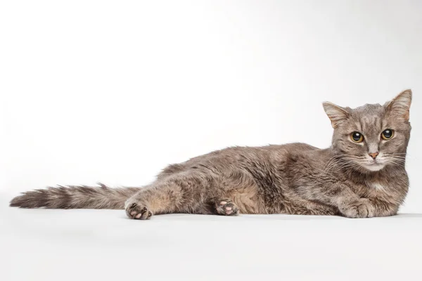 Gatto grigio si trova su bianco Fotografia Stock