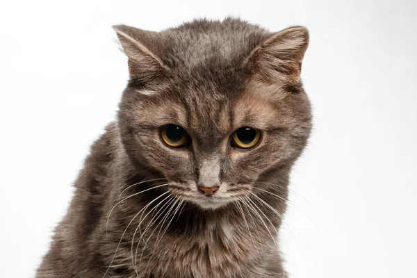 Gray cat lowered his head guiltily — Stock Photo, Image