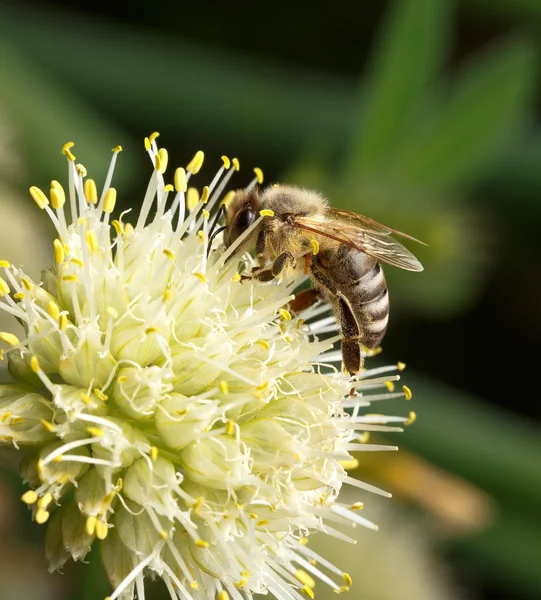 Biene bestäubt Blume — Stockfoto
