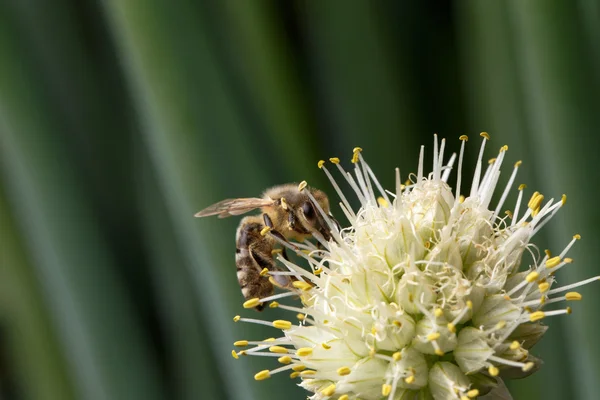 Biene bestäubt Blume — Stockfoto