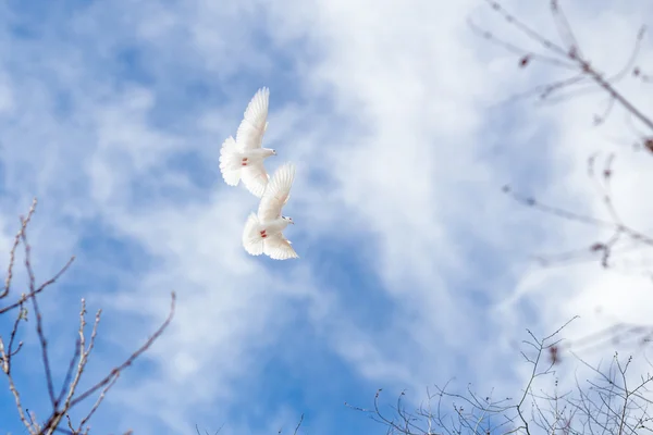Paar van witte duiven op blauwe hemel — Stockfoto